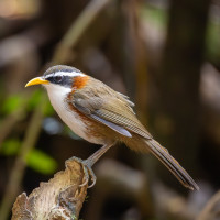 White-browed Scimitar-Babbler